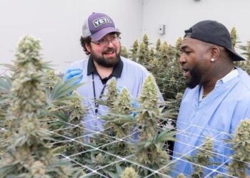 David Ortiz lanza línea de productos "Papi Cannabis"