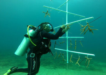 Ministerio de Medio Ambiente consolida recuperación de vegetación en litorales del país