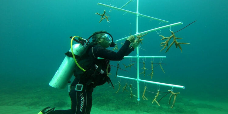 Ministerio de Medio Ambiente consolida recuperación de vegetación en litorales del país
