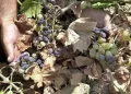 Las altas temperaturas en China convierten cultivo de uvas en pasas
