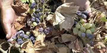 Las altas temperaturas en China convierten cultivo de uvas en pasas