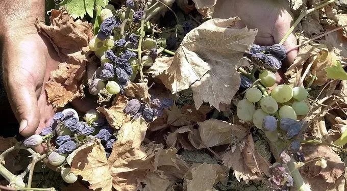 Las altas temperaturas en China convierten cultivo de uvas en pasas