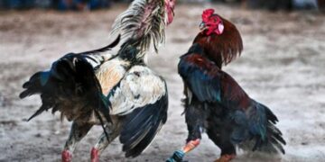 Policía Nacional apresa hombre por robo de más de 100 gallos de pelea en SFM