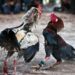 Policía Nacional apresa hombre por robo de más de 100 gallos de pelea en SFM