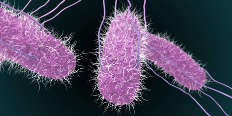 Salmonella sp. y E. coli las bacterias más detectadas en alimentos procedentes del país