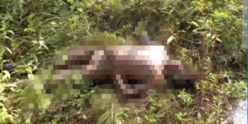 Encuentran hombre muerto en unos matorrales en Higüey