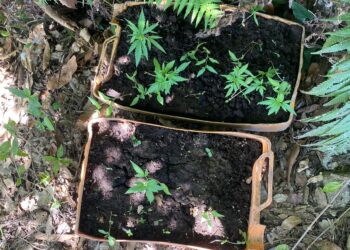 Policía desmantela punto de venta de sustancias controladas y ocupa 21 plantas de marihuana, entre otros efectos