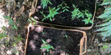 Policía desmantela punto de venta de sustancias controladas y ocupa 21 plantas de marihuana, entre otros efectos