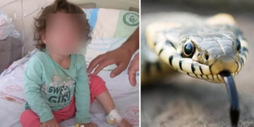 Con mordidas, niña mata a serpiente que la atacó