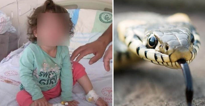 Con mordidas, niña mata a serpiente que la atacó
