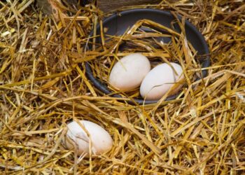 Gobierno importará más huevos de pavo para fomentar su crianza familiar