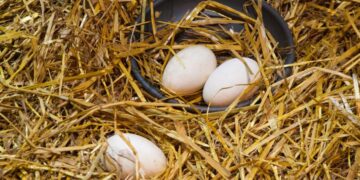 Gobierno importará más huevos de pavo para fomentar su crianza familiar