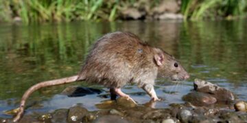 Registran 72 casos sospechosos de leptospirosis en Puerto Rico tras paso de Fiona