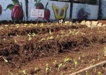 Alcalde SDE inicia en Los Frailes Sistema de Huertos Urbanos