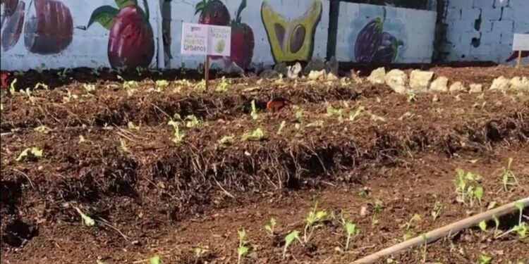 Alcalde SDE inicia en Los Frailes Sistema de Huertos Urbanos