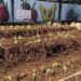 Alcalde SDE inicia en Los Frailes Sistema de Huertos Urbanos