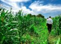Proyecto La Cruz de Manzanillo renace; Agricultura ha sembrado cientos de yuca y maíz