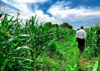 Proyecto La Cruz de Manzanillo renace; Agricultura ha sembrado cientos de yuca y maíz
