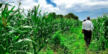 Proyecto La Cruz de Manzanillo renace; Agricultura ha sembrado cientos de yuca y maíz