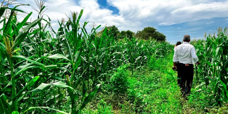 Proyecto La Cruz de Manzanillo renace; Agricultura ha sembrado cientos de yuca y maíz