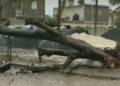 Hombre muere al caerle árbol encima durante el huracán Fiona