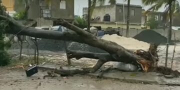Hombre muere al caerle árbol encima durante el huracán Fiona