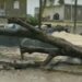 Hombre muere al caerle árbol encima durante el huracán Fiona