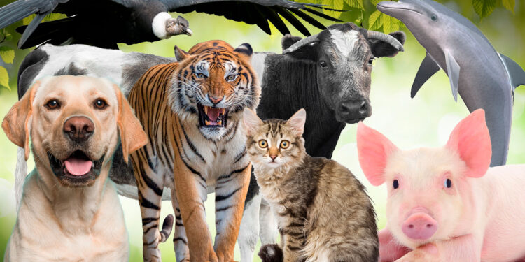 4 de octubre: Día Mundial de los Animales