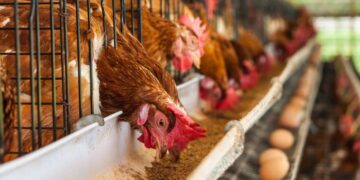 Presidente Abinader anuncia medidas en favor de productores pollos y huevos