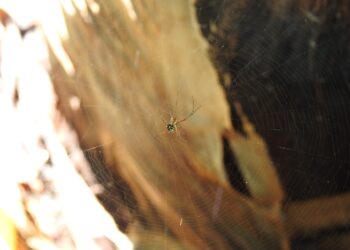 MIMARENA no detecta presencia araña introducida en residencias de afectados por picadura en Valverde