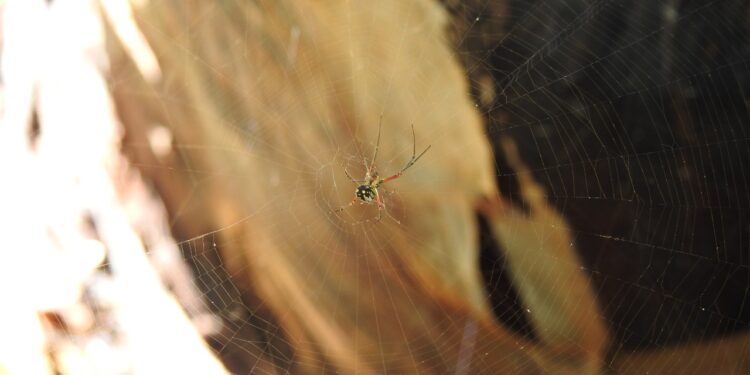 MIMARENA no detecta presencia araña introducida en residencias de afectados por picadura en Valverde