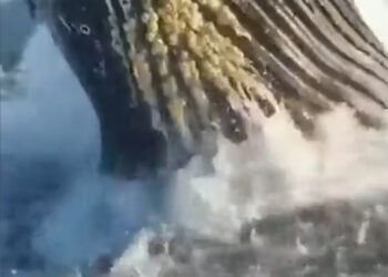 Ballena jorobada sorprende a unos pescadores en Nueva Jersey