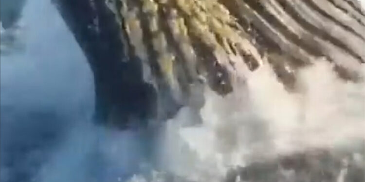Ballena jorobada sorprende a unos pescadores en Nueva Jersey