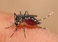 ¿Eres un imán de mosquitos? Podría ser tu olor