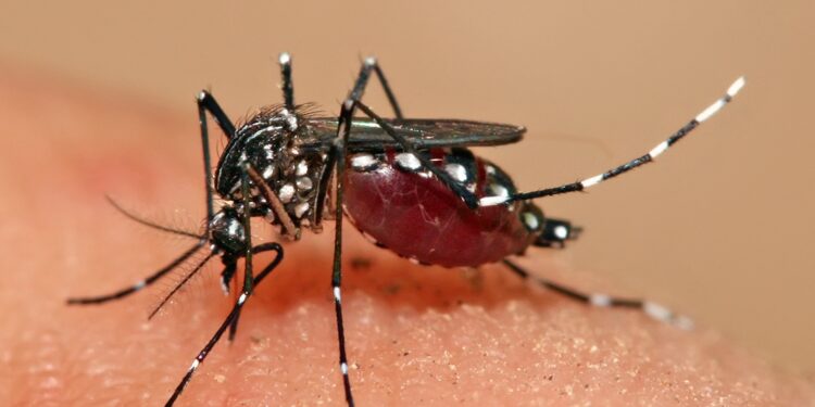 ¿Eres un imán de mosquitos? Podría ser tu olor