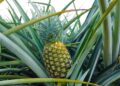 Cada año República Dominicana exporta hacia Israel 900 toneladas de piña