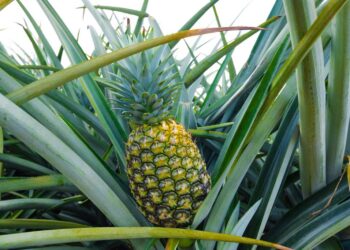 Cada año República Dominicana exporta hacia Israel 900 toneladas de piña
