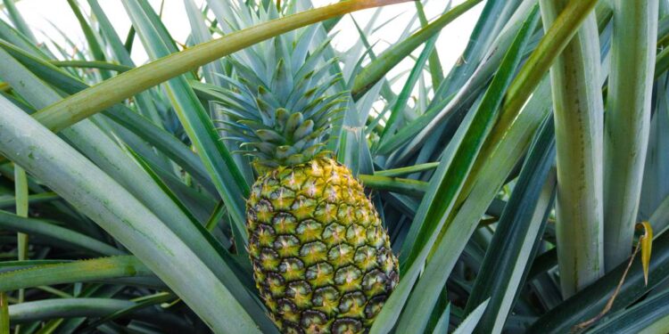 Cada año República Dominicana exporta hacia Israel 900 toneladas de piña