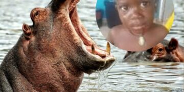 Rescatan niño de dos años tras ser tragado por hipopótamo
