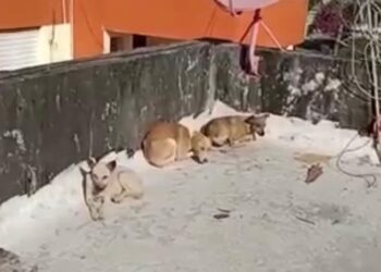 Rescatan a tres perros abandonados en una azotea en Villa Duarte