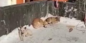 Rescatan a tres perros abandonados en una azotea en Villa Duarte