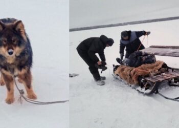 Perro le salva la vida a su dueño en un río congelado de Siberia
