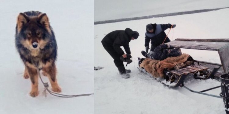 Perro le salva la vida a su dueño en un río congelado de Siberia