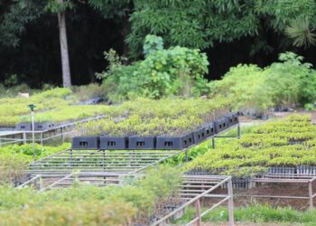 En 2022, Medio Ambiente plantó más de 7 millones de árboles 