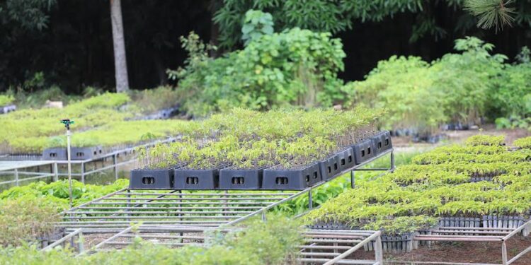 En 2022, Medio Ambiente plantó más de 7 millones de árboles 