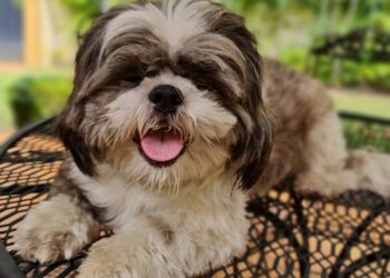 Ladrón penetra a residencia y se roba dos perros