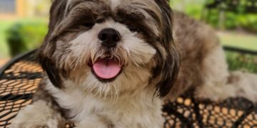 Ladrón penetra a residencia y se roba dos perros