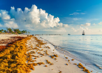 El 2022 ha sido el peor año de las invasiones de sargazos: ¿Cómo se ve el 2023?