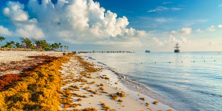 El 2022 ha sido el peor año de las invasiones de sargazos: ¿Cómo se ve el 2023?