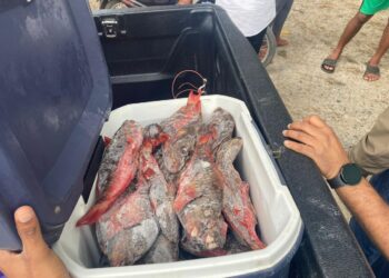 Gobierno realiza decomisos simultáneos de pez loro en diferencias provincias del país
